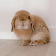 uki