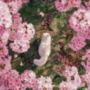 猫ちゃんの画像