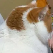 もこ