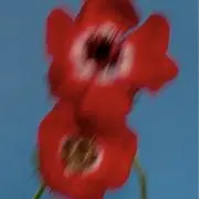 Nollianの画像