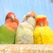 プロフ見てね☆Lilouの画像