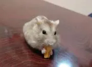 kuusaの画像