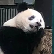 さえの画像