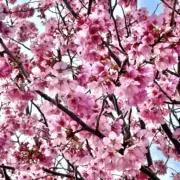 cherryblossomの画像
