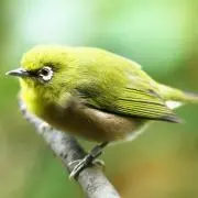 けんこうの画像