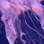 りんごの画像
