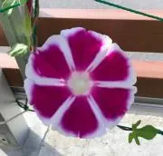 朝顔