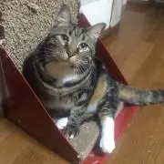 バドーーわーたるー