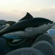 まちゃみの画像