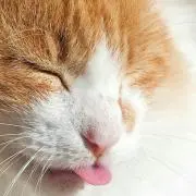 ぱーちゃん