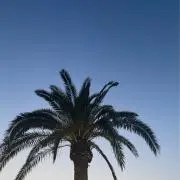 Chillの画像