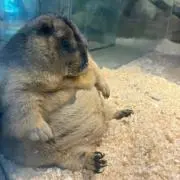 まさもっと