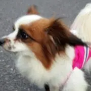 ミルク