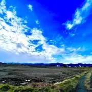 わたあめ太郎の画像