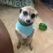 ツムツム 即購入OK！の画像