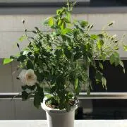 526の画像