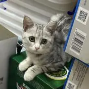 メイの画像