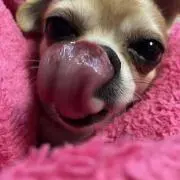 あずきの画像