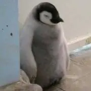 寝込みペンギンの画像
