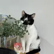 こもも