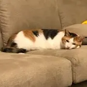 まなの画像