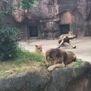 カリの画像