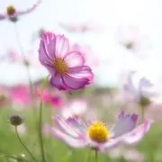 komugi kinakoの画像