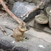 こっこ