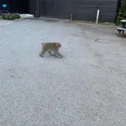 りんの画像