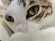 こたろうの画像