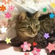 シナババの画像