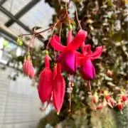 ぽての画像