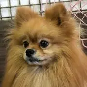 コロ【即購入OK】の画像