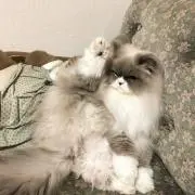比較的