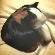 moruの画像