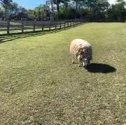 aaakの画像