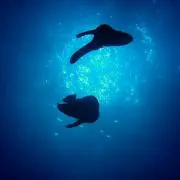 すいすいの画像