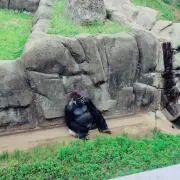 さささ