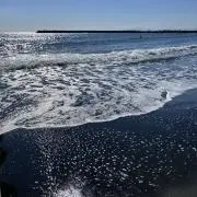 lilynaaa24の画像