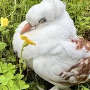 栗の画像