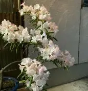 ＥＴＩの画像