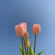 Nanaの画像