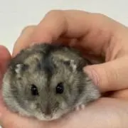 TSUBAKI プロフ必読の画像