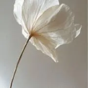 oT*の画像