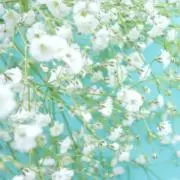 てこ♡の画像