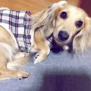 ももの画像
