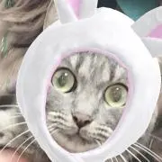nちゃん