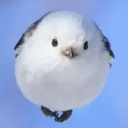 ゆまの画像