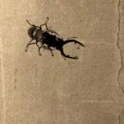 ウィローの画像