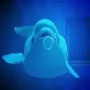 いるかの画像